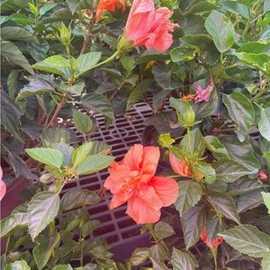 Meet your Posher, Delilah